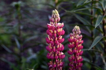 Lupin, or wolf bob lat. Lupinus is a genus of plants in the Legume family Fabaceae. It is represented by annual and perennial herbaceous plants, semi-shrubs, semi-shrubs, shrubs.