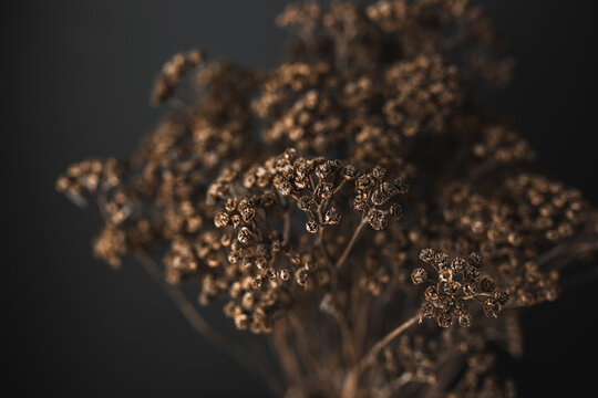 Dried Wild Flowers