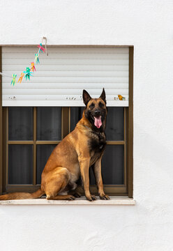 Dog balanced on a window ledge