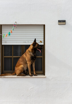 Dog balanced on a window ledge