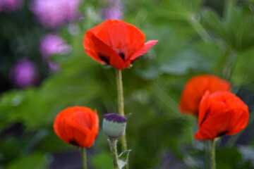 Red poppy flowers in the summer garden with bokeh