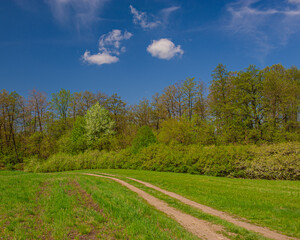 Dirt road in the meadow against the backdrop of deciduous forest.