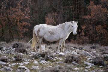 Wild horse at Monti Lucretili Regional Park, Italy