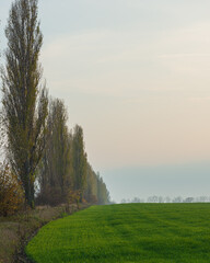 Fototapeta na wymiar silhouettes of poplar trees on the edge of a green wheat field, countryside landscape.