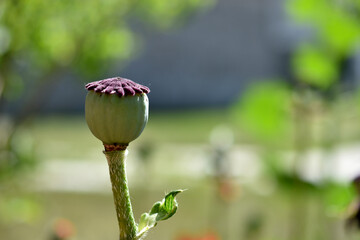 Green poppy flower box in the garden
