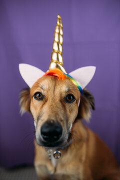 Fototapeta Mixed breed dog with unicorn horn and ears.