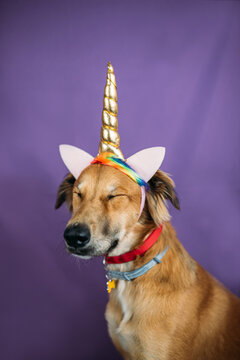 Fototapeta Mixed breed dog with unicorn horn and ears.