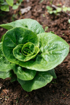 Lettuce Vailan Winter Gem