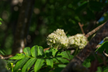 Flowers of a Mountain Ash Tree