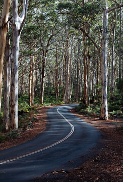 Road winding through a forest