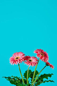 bunch of pink gerbera daisies