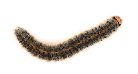 Orange black caterpillar isolated on white background, clipping path