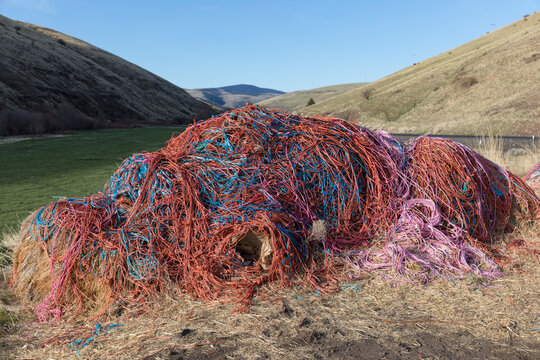 Pile of hay and discarded multicolored string