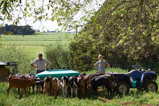 Farmers feeding dairy calves