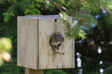 Juvenile Red Squirrel at a Nest