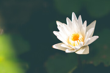A Beautiful white lotus flower.the symbol of Buddha religion and Dharma.that is symbol of peace.