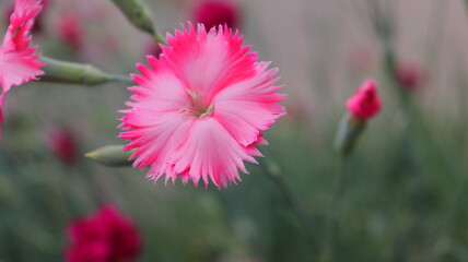 Pink carnation closeup