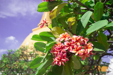 Beautiful Pink Plumeria flowers with pagoda background. Believe, Culture, Traditional. Buddhist believe and merit. Calm and meditation concept.