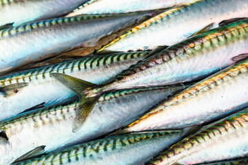 Heap of fresh raw mackerel close-up.
