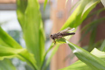 Close up picture of a Locust