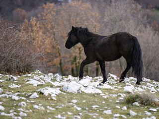 Fototapeta na wymiar Wild horse at Monti Lucretili Regional Park, Italy