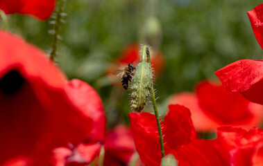 Flowers Red poppies bloom in a wild field. Beautiful field of red poppies with selective focus and color. Soft light. A glade of red poppies. Toning. Fashionable Creative Processing in Dark Low Key