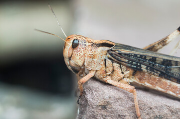 Close up picture of a Locust