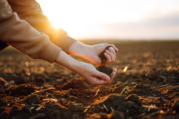 Farmer holding soil in hands close-up. Male hands touching soil on the field. Farmer is checking soil quality before sowing wheat. Agriculture, gardening or ecology concept - obrazy, fototapety, plakaty