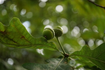 Little green acorns in foliage