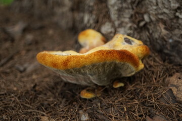 Obraz premium Brown mushroom by the tree