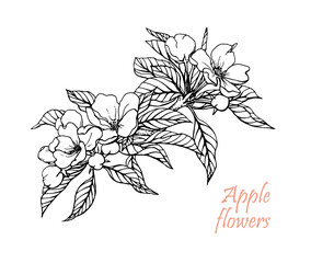 Flowering branch. Hand drawn sketch. Black and white graphics element . Vector Illustration for design invitation, card, decor, greeting