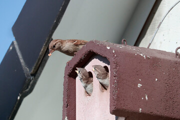 Vogelfütterung