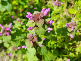 purple dragon (in german Gefleckte Taubnessel also gefleckte Unterlippe) Iris latifolia