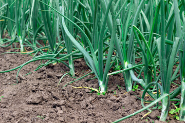 young, green onion grows in the garden