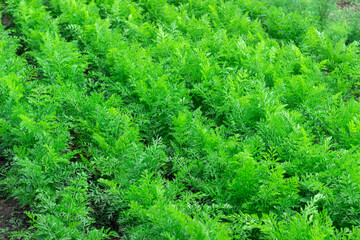field of young green carrots