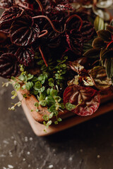 Plants collection in small millenials' rental flat: maranta, calathea, monstera, palm, ceropegia, epipremnum, philodendron, scindapsus, stromanthe, peperomia