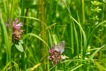 Mazarine blue (Cyaniris semiargus) butterfly sitting on a pink flower in Zurich, Switzerland