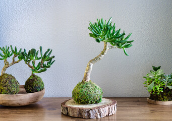 Kokedama of a succulent plant called Crassula Ovata Gollum or Hobbit on a wooden table