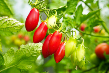 Beautiful ripe and unripe tomatoes on a bush in the garden