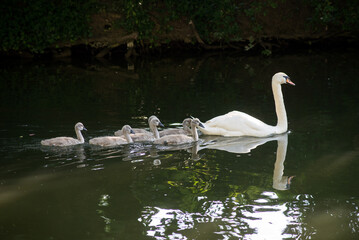 Portrait of swan family in the water