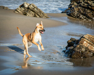 Black mouth cur - breed on the beach