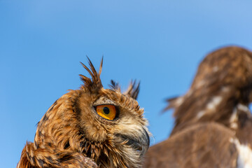 Close up of European eagle owl between two hawks.