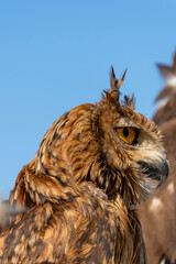 Close up of European eagle owl between two hawks.