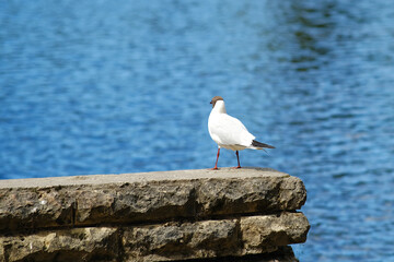 A Seagull stands by the water on a sandy beach.