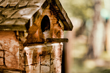 selective focus photo of a cozy birdhouse on a tree, against the backdrop of a summer forest landscape