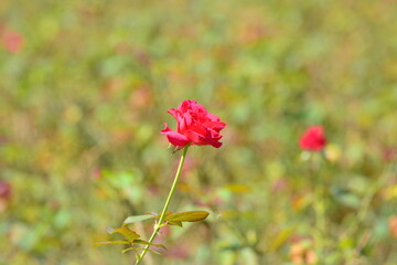 Red rose flower blooming in roses garden on background red roses flowers
