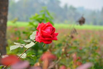 beautiful and fresh red rose