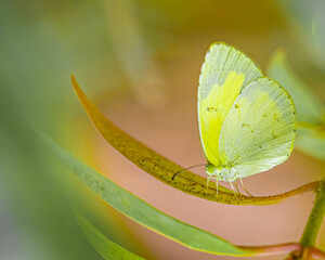 Little Yellow Butterfly on a leaf