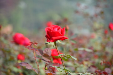 Beautiful roses in garden, roses for Valentine Day