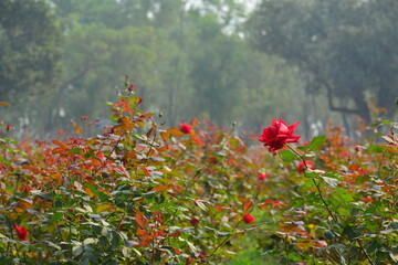 Field of red roses